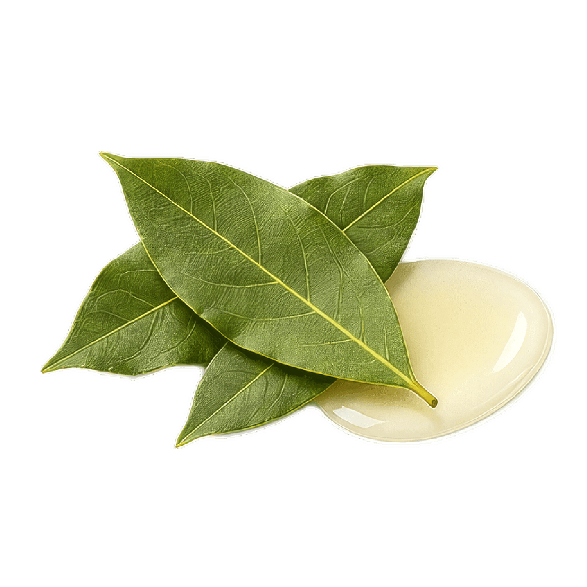 Bay Oil (Bay Laurel)