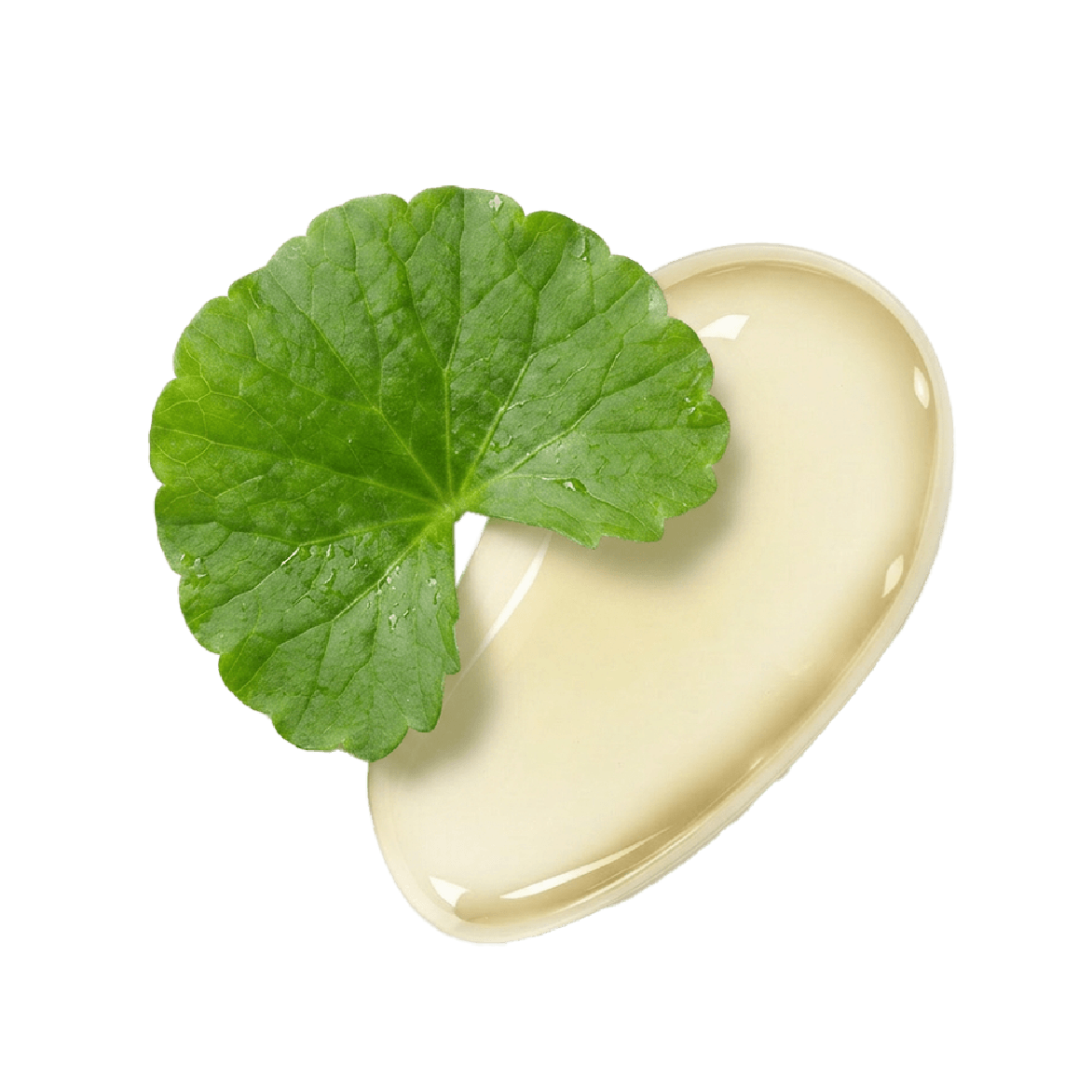 Centella Asiatica (CICA)
