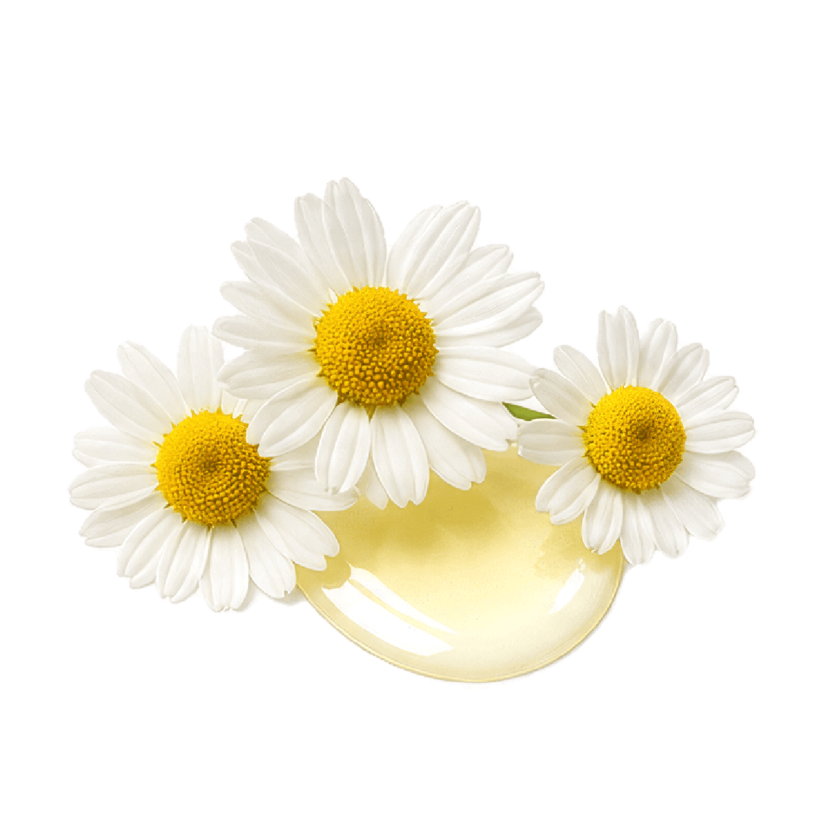 Chamomile Extract