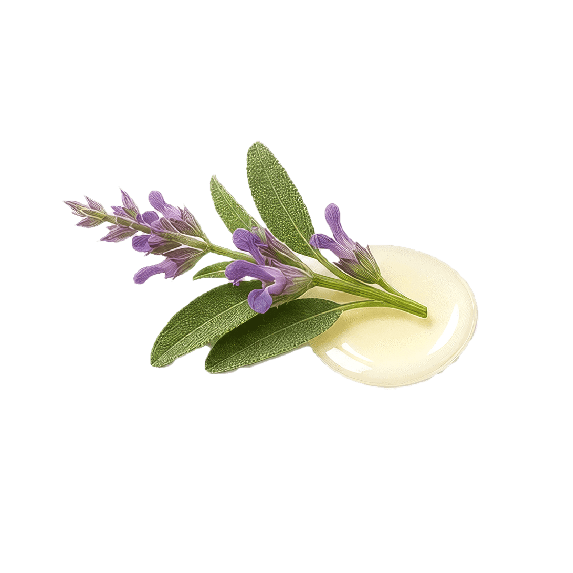 Sage Oil (Clary Sage)